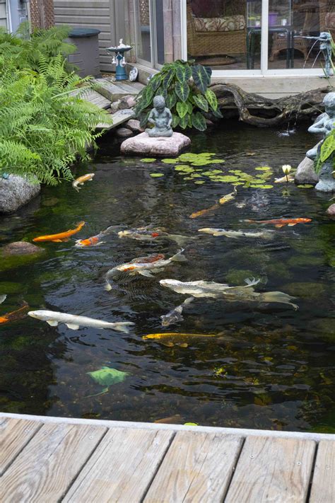 Koi fish have a typical life span ranging from 50 to 70 years. There are authenticated cases, however, in which koi have lived over 200 years. The koi is a decorative variety of th...